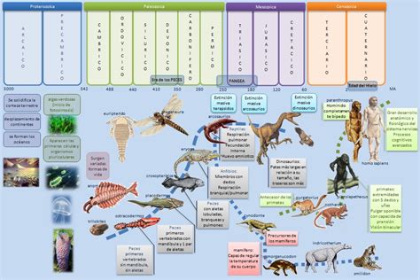 Esquemas diagramas gráficos y mapas conceptuales Las Eras Geológicas