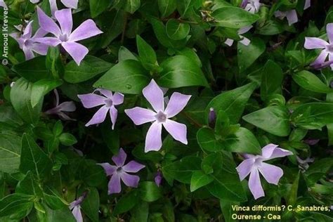 Vinca Species Flores De Los Caminos A Santiago