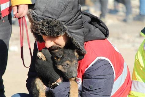 Imizin Yand Deprem B Lgesinde Enkaz Alt Ndan Kurtar Lan Hayvan