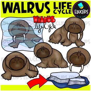 Walrus Life Cycle Clip Art Set {Educlips Clipart} by Educlips | TpT