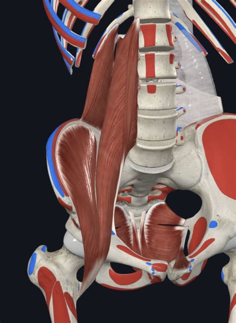 Muscles Of Posterior Abdominal Wall Diagram Quizlet