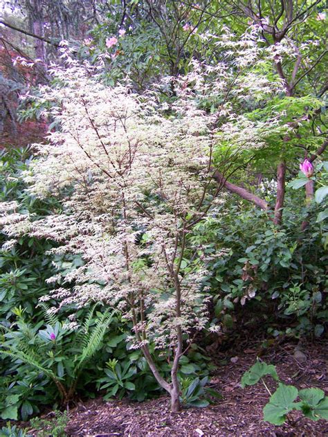 White Maple Tree by Mangahana on DeviantArt