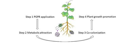 Bacteria are happy together to promote plant growth | Nature Portfolio ...