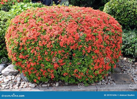 Beautifully Manicured Green Bush With Red Flowers Stock Photo - Image: 39701696