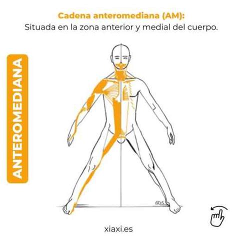 La Influencia Vital De Las Cadenas Musculares En La Salud F Sica Lax