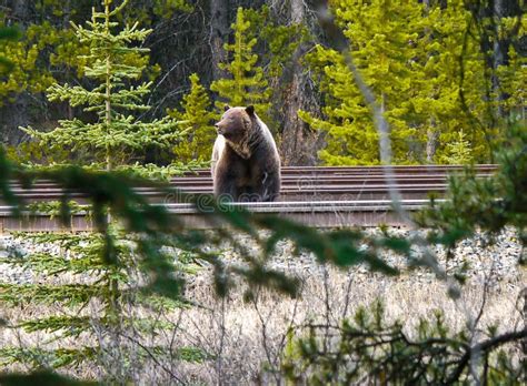 Closeup Shot of a Grizzly Bear in the Forest in Canada Stock Image ...