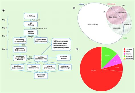 Global Identification Of Pig Long Noncoding RNA A A Custom Built