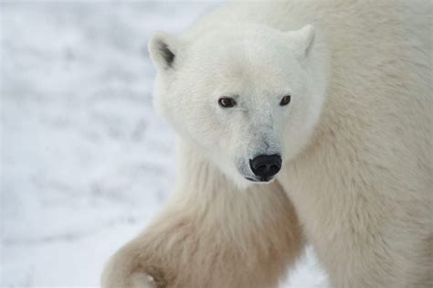 The Scary Side Of Adorable Animals Readers Digest