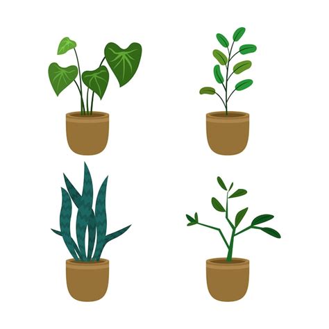 Premium Vector Houseplant Collection Premium Vector Illustration