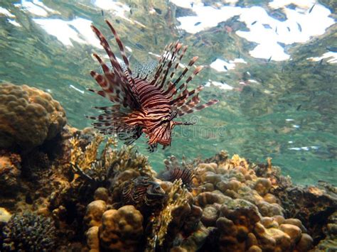 Lion Fish In The Red Sea Stock Image Image Of Food