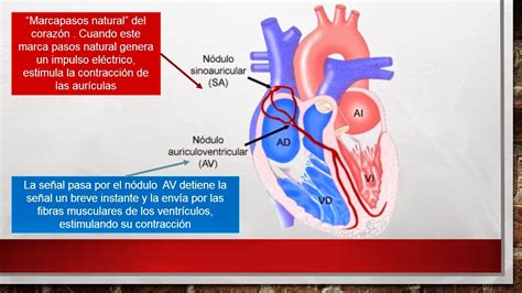 FisiologÍa MÉdica Melissa Guadalupe Romero Ojeda Sistema De