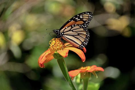 Monarch On Tithonia Photograph By Lucy Banks Fine Art America