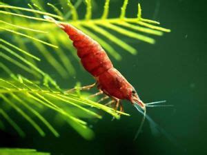 Crustac Neocaridina Davidi Var Painted Fire Red Neocaridina Davidi