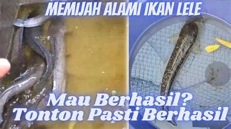 Cara Mudah Memijah Ikan Lele Mudah Diikuti Dan Pasti Berhasil Youtube