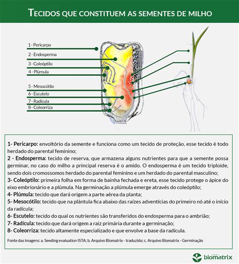 Qualidade De Semente De Milho Germinação Vigor E Outros Fatores