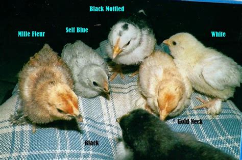 How To Identify Different Colored D Uccle Chickens