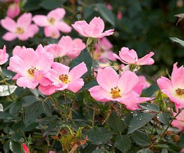 Shrub Rose Flowering Shrubs Trees And Shrubs Blooming Plants