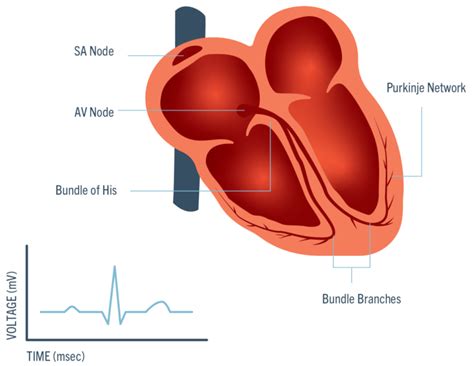 sinoatrial-node - Cardiac Sciences Manitoba