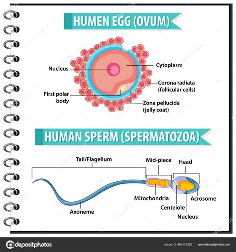 Gambar Struktur Ovum Bonus