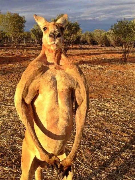 Kangaroo On Steroids Red Kangaroo Kangaroo Animals