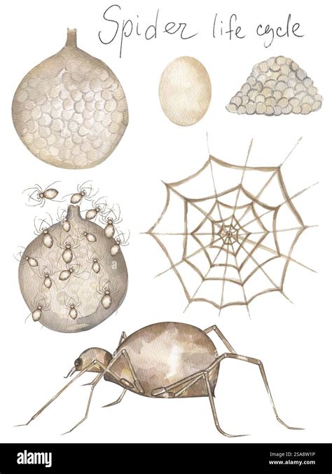 Watercolor Hand Drawn Spider Life Cycle Illustration Poster Children