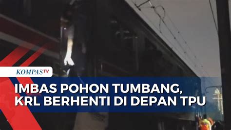 Imbas Pohon Tumbang KRL Tanah Abang Rangkasbitung Berhenti Di Depan