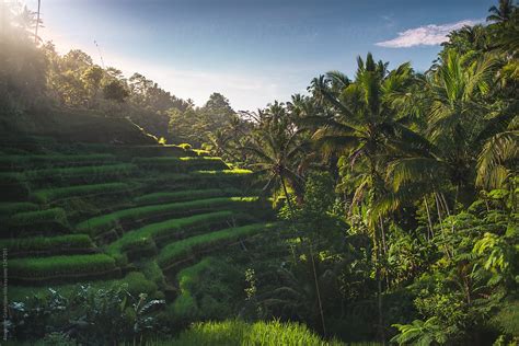 Sunrise Over Lush Terraced Rice Fields By Stocksy Contributor