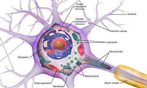 Brain cells – faCellitate