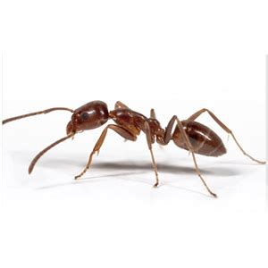 Argentine Ants | Ants | Interstate Pest Management