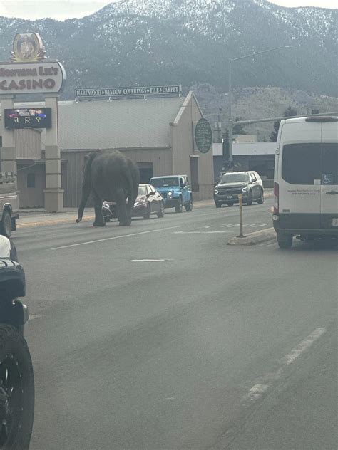 Circus Elephant Runs Loose In Montana After Being Spooked