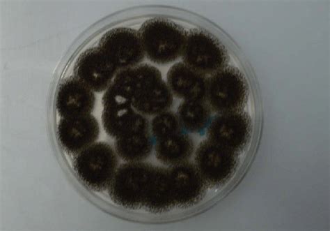 Aspergillus Niger On Pda