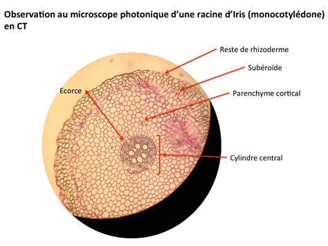 Cellule Vegetale Microscope