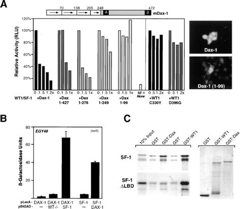 Wilms Tumor 1 And Dax 1 Modulate The Orphan Nuclear Receptor Sf 1 In