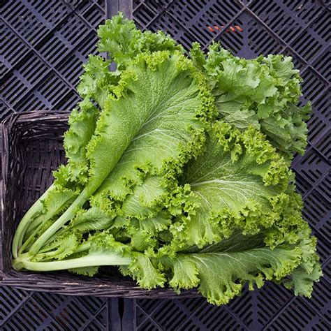 Green Wave Mustard Seeds Victory Gardeners