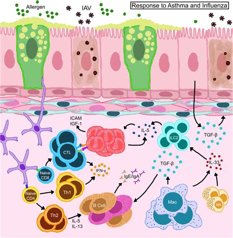 Schematic Representation Of Immune Responses In Allergic Hosts During