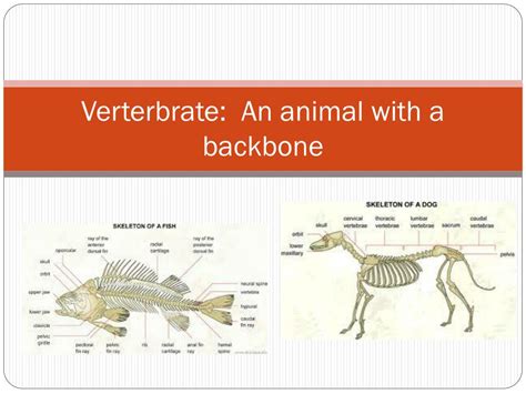 Ppt Vertebrates Powerpoint Presentation Free Download Id2107063