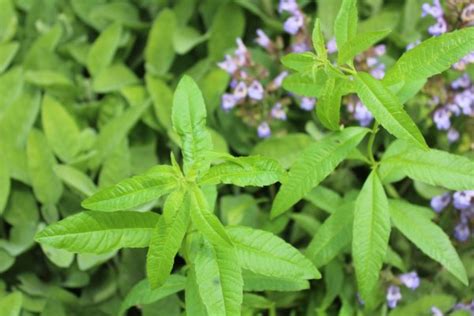 Comment Planter La Verveine Citronnelle Gamm Vert