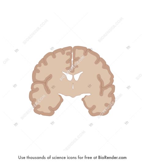 Biorender Brain Coronal Cut Simplified