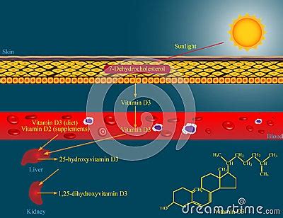 Vitamin D Metabolism Stock Photo Cartoondealer