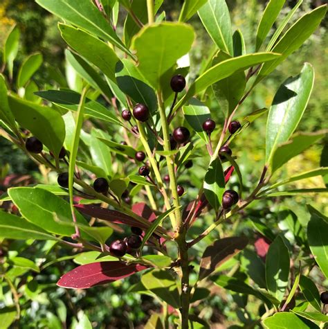 Ilex Glabra Inkberry Evergreen Winterberry