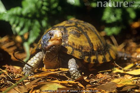 Stock Photo Of Yucatan Box Turtle Terrapene Carolina Yucatana Captive