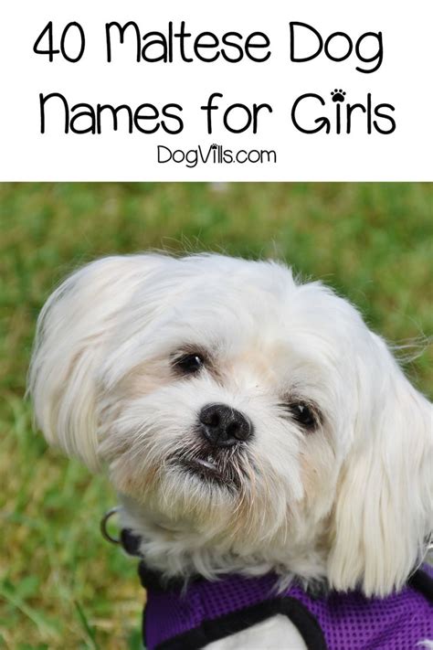 80 Beautiful Maltese Dog Names For Your New Pup - DogVills