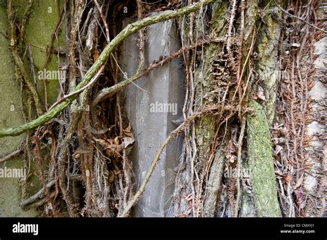 Green Vines Growing On An Old Building Stock Photo Alamy