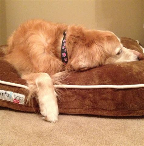 Best Dog Bed Ever Comforpedic By Simmons Distributed By