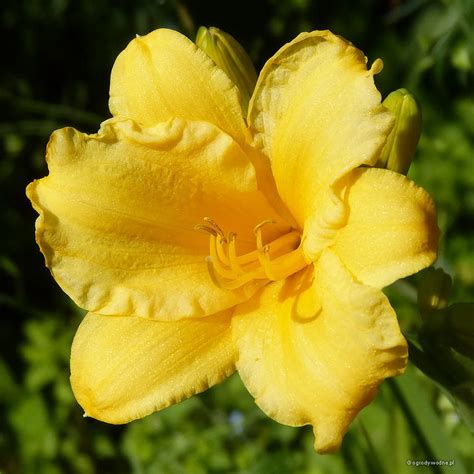 Hemerocallis Stella De Oro Liliowiec Sadzawka Pl