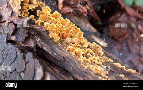 Hongo En La Corteza Fotograf As E Im Genes De Alta Resoluci N Alamy