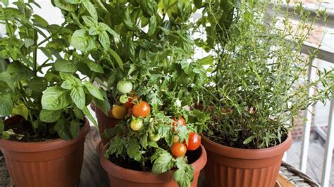 Qué cantidad de tierra necesita una planta de tomate Descubre la