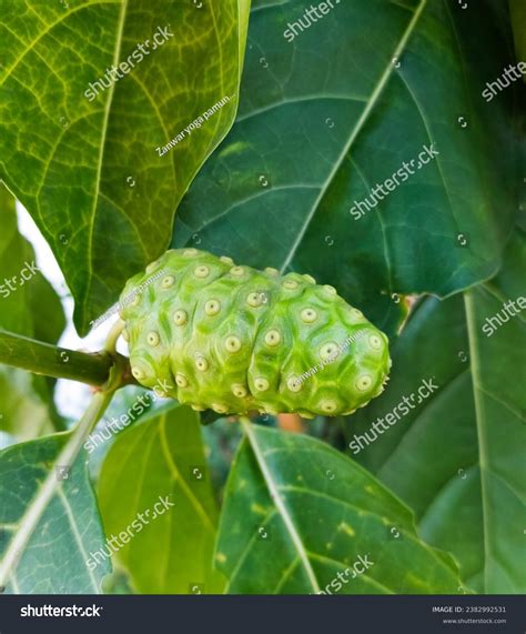 Morinda Citrifolia Fruit That Often Found Stock Photo 2382992531