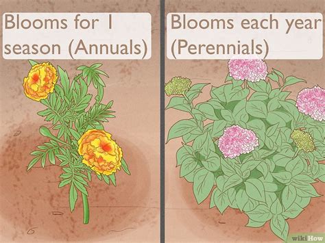 Perennial Flowers vs. Annuals: What’s the Difference?