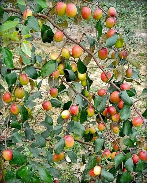 Cloud Farm Red Kashmiri Sinduri Apple Ber Plant Hybrid And Grafted Live